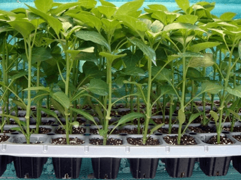 Seedling Production