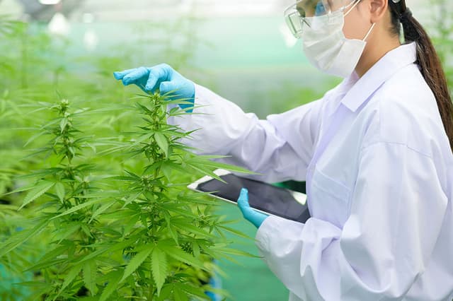 Research on Cannabis